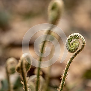 Small Group Of Fiddle Head Ferns