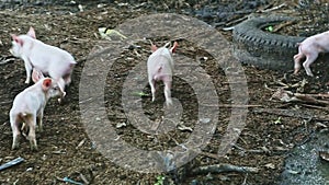 Small group of four little pink domestic piglets play and run together at farm