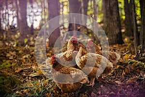 A small group of free Range Chickens in the Woods