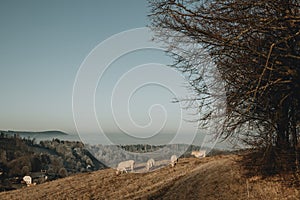 Small group of grazing cows standing in the morning sun on the pasture with winter country and inversion in background in Czech re