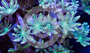 Small Group of Green Clove Polyp Corals