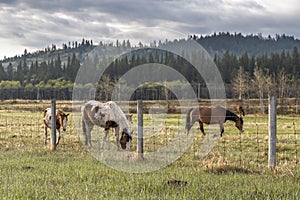 A Small Group of Horses at Morley