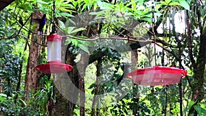 Small group of hummingbirds flying and feeding in two red drinking troughs hanging from trees in Costa Rica.