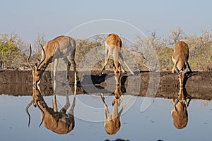 small group of Impalas drinking