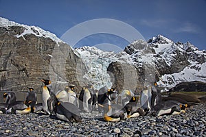 A small group of King Penguins resting on a beach, Gold Harbour, south Georgia