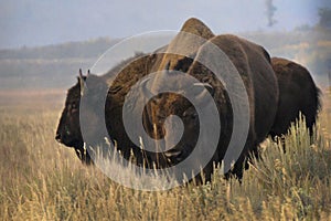 Large,brown bison standing on a grassy hill at Mormon Row in Grand Teton National Park, wyoming.