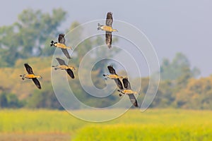 Small group of Lesser whistling duck