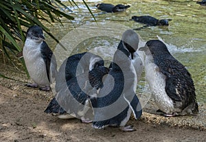 A small group of Little Blue Penguins ( Eudyptula minor) in Sydney