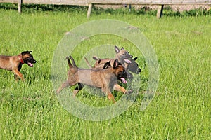 a small group of malinois puppies running after mother in garden