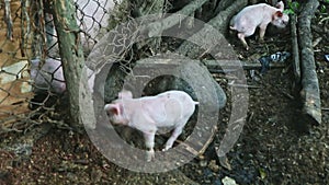 Small group of many little pink domestic piglets play and run together at farm