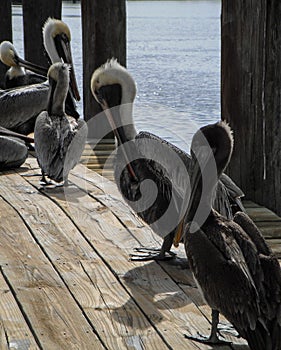 Small group of Pelicans on waterside dock