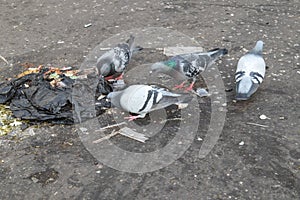 Small group of pigeons scavenging in waste rubbish on a street