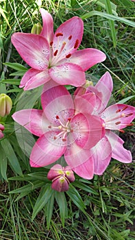 Small group pink & white Lillies