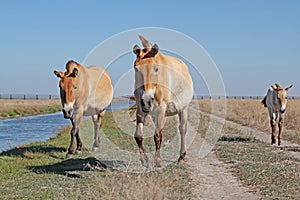 small group of Przewalski's horse at khustain nuruu national park mongolia during sunset