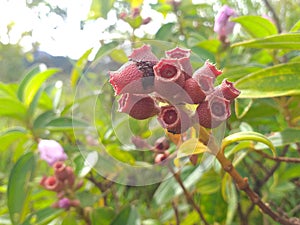 Small group of red fruit melastoma plants