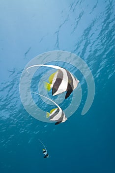 Small group of Schooling bannerfish.