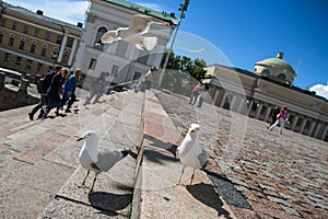 A small group of seagulls is standing on the stairs