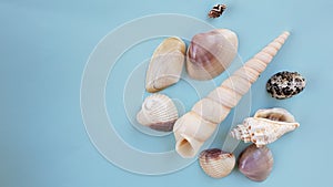 Small Group of Seashells on a Blue Background