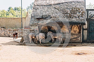 Small group of Somali wild ass in the zoo. Equus africanus somaliensis.