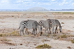 Small group of south african zebras
