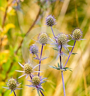 Small Group of thistles flower in the park in Glasgow. photo