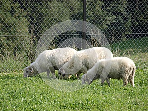 A small group of three sheep eating grass in a field or green rural farmland area