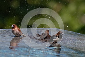 Brown & Black birds with white bellies splashing in the water