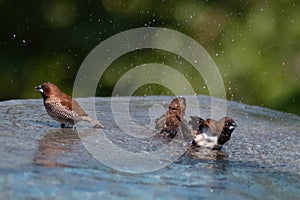 Brown & Black birds with white bellies splashing in the water