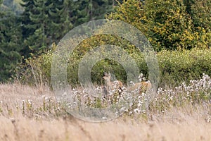 a small group of wild deer wandering around in washington