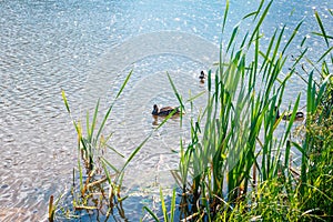 A small group of wild ducks swims in a pond among the reeds on a sunny summer day
