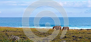 Small group of wild horses graze in a meadow next to the beautiful Pacific Ocean