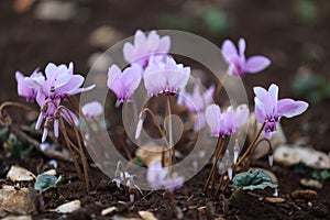 a small group of wild purple cyclamens