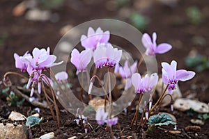 a small group of wild purple cyclamens photo