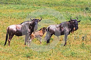 Small group of wildebeest. Crater NgoroNgoro, Tanzania, Africa photo