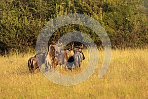 A small group of wildebeests Connochaetes taurinus coupling in the grassland