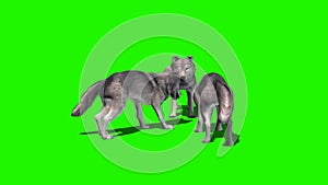 Small group wolves eat with and without shadow 4 - green screen