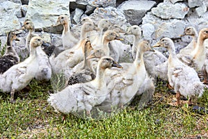 A small group of yellow and gray domestic ducks on green grass against a stone fence, raised on a small farm.