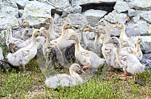 A small group of yellow and gray domestic ducks on green grass against a stone fence, raised on a small farm.