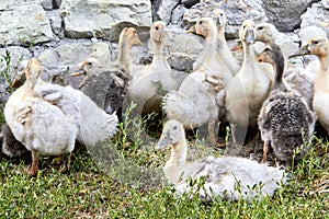 A small group of yellow and gray domestic ducks sit and stand on the green grass near a stone fence. Close up.