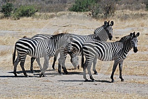 Small group of zebras in dry savanna - Tanzania