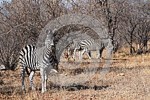 Small group of zebras grazing in Kruger National Park