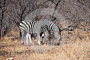 Small group of zebras grazing in Kruger National Park
