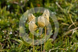 small grouping of pasque flowers gone to seed in field