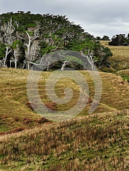 A small grove of New Zealand native trees deformed by wind with farmland on the foreground