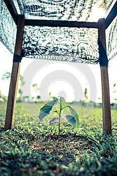 Small growing gardening farm fruit plant tree crop with frame for support
