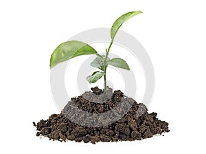 Small growing green plant with dark brown soil, white background