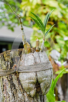 Small growing orchid flower in the coconut pot