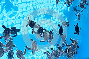 Small growing turtles swimming in a blue pool in a group