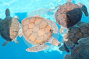 Small growing turtles swimming in a blue pool in a group
