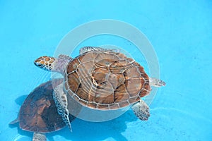 Small growing turtles swimming in a blue pool in a group